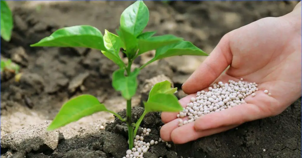 5 Fertilizantes Naturales Para Embellecer Tus Plantas – Trucos Para Casa