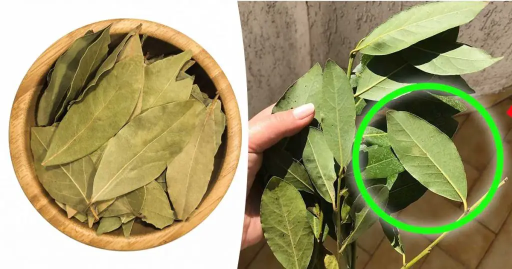 3 hojas de laurel para perfumar la cocina y la casa en invierno. Aquí